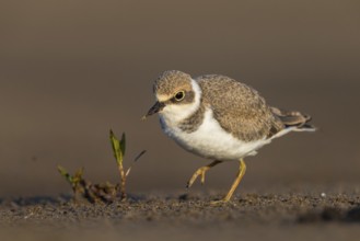 Little Ringed Plover (Charadrius dubius) juvenile, North Rhine-Westphalia, Germany