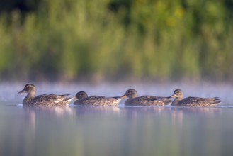 Gadwall (Mareca strepera) group, North Rhine-Westphalia, Germany