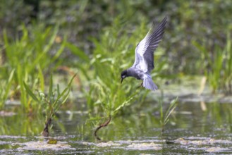 Black Tern (Chlidonias niger) flying, Netherlands