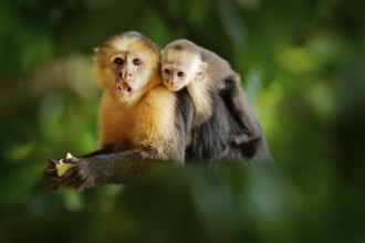 Monkey with young. Black monkey hidden in the tree branch in the dark tropical forest. White-headed