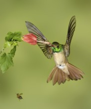 Buff-bellied Hummingbird (Amazilia yucatanensis), Texas, USA