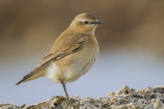 Steinschmätzer, Oenanthe oenanthe Northern Wheatear, Oenanthe oenanthe