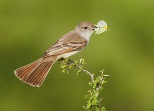 Ash-throated Flycatcher (Myiarchus cinerascens), Texas, USA