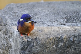 Azure Kingfisher (Ceyx azureus), Queensland, Australia