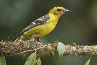 Flame-colored Tanager (Piranga bidentata) female, Costa Rica