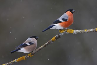 Eurasian Bullfinch (Pyrrhula pyrrhula) pair, Carinthia, Austria