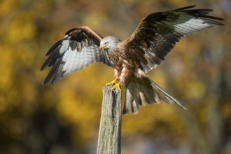 Red Kite (Milvus milvus), Lower Saxony, Germany