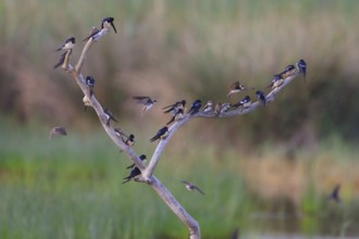 Barn Swallow & Sand Martin (Hirundo rustica & Riparia riparia), Mallorca, Spain