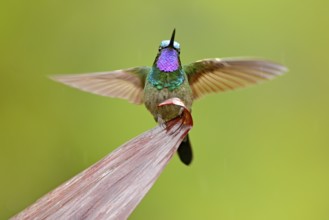 Purple-throated Mountain-gem, Lampornis calolaemus, hummingbird from Costa Rica. Violet throat