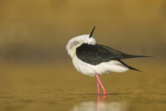 Black-winged Stilt (Himantopus himantopus) male foraging, North Rhine-Westphalia, Germany
