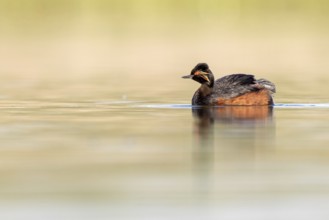 Black-necked Grebe (Podiceps nigricollis), Castile-La Mancha, Spain