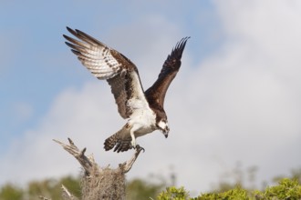 Western Osprey (Pandion haliaetus) perched on a branch, Florida, USA