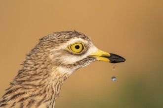 Eurasian Stone-curlew (Burhinus oedicnemus), Castile-La Mancha, Spain