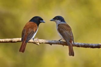 Rufous vanga, Schetba rufa, bird endemic to Madagascar. Male and female of red black vanga sitting