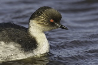 Silvery Grebe (Podiceps occipitalis), Falkland Islands