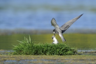 Black Tern (Chlidonias niger) feeding chick, Netherlands
