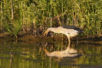 Little Bittern (Ixobrychus minutus) male foraging, Greece