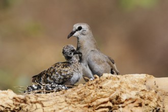 Namaqua Dove (Oena capensis) female mit chick, Eilat, Israel