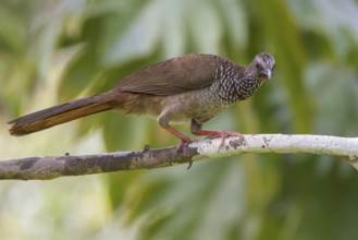Speckled Chachalaca (Ortalis guttata) perched on a branch in Manu National Park, Peru