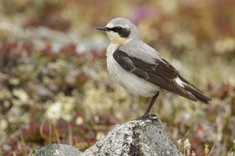 Northern Wheatear (Oenanthe oenanthe) perched on the tundra in Nome, Alaska