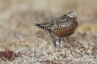 Hudsonian Godwit (Limosa haemastica) on the tundra near Churchill, Manitoba, Canada