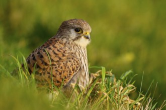 Common Kestrel (Falco tinnunculus), Netherlands