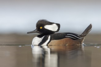 Hooded Merganser (Lophodytes cucullatus) in the ocean near Victoria, British Columbia, Canada