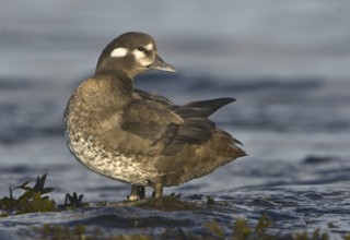 Harlequin Duck (Histrionicus histrionicus) female, British Columbia, Canada