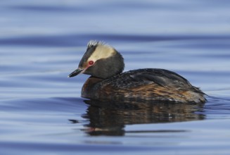 Horned Grebe (Podiceps auritus), Alberta, Canada