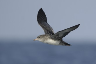 Pink-footed Shearwater (Ardenna creatopus), Washington, USA