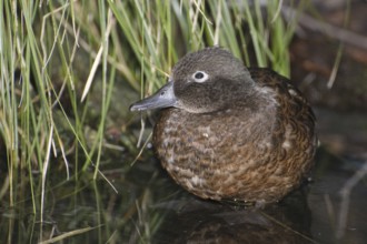 Campbell Teal (Anas nesiotis), New Zealand