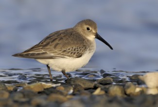Dunlin (Calidris alpina), Canada