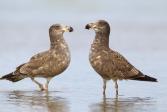 Pacific Gull (Larus pacificus), Victoria, Australia