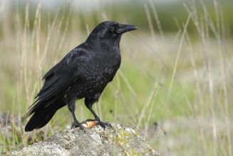 Northwestern Crow (Corvus caurinus), British Columbia, Canada