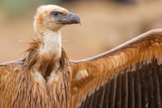 Gänsegeier, Eurasian Griffon Vulture, Griffon Vulture, Eurasian Griffon, Gyps fulvus, Vautour