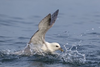 Northern Fulmar (Fulmarus glacialis), Iceland