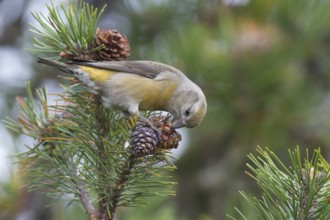 Common Crossbill - Fichtenkreuzschnabel - Loxia curvirostra ssp. curvirostra, Germany, adult