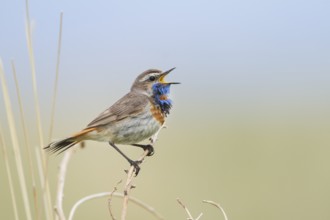 Bluethroat - Blaukehlchen - Cyanecula svecica ssp. pallidogularis, Kazakhstan, adult male
