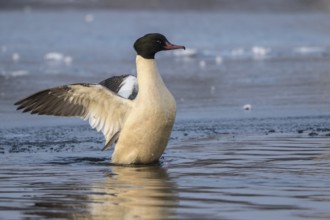 Common Merganser (Mergus merganser) male flapping, Mecklenburg-Western Pomerania, Germany