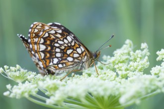 Melitaea diamina - False heath Fritillary - Baldrian-Scheckenfalter, Austria, imago