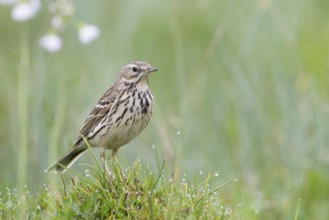Meadow Pipit - Wiesenpieper - Anthus pratensis ssp. pratensis, Poland