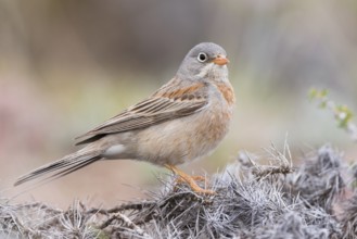 Grey-necked Bunting - Steinortolan - Emberiza buchanani, Kyrgyzstan, adult male