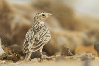 Oriental Skylark - Kleine Feldlerche - Alauda gulgula, Sultanate of Oman
