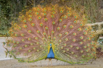 Indian Peafowl (Pavo cristatus), male at courtship display, Castilla Leon, Spain