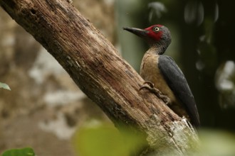Ashy Woodpecker (Mulleripicus fulvus) male climbing up tree trunk, North Sulawesi, Indonesia