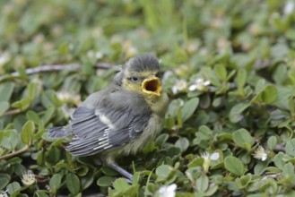 Eurasian Blue Tit (Cyanistes caeruleus) juvenile, Lower Saxony, Germany