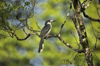 Sri Lanka Grey Hornbill (Ocyceros gingalensis) female perched on a branch, Kutugala, Sri Lanka