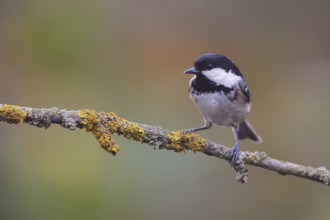 Coal Tit (Periparus ater) perched on a branch, Netherlands