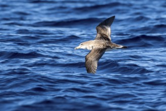 Cory's Shearwater (Calonectris borealis) flying, Ibiza, Spain