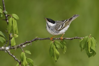 Blackpoll Warbler (Setophaga striata) male perched on a branch, Texas, USA